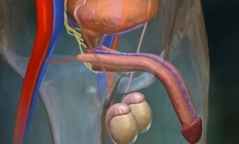 Tiềm năng ở nam giới là gì