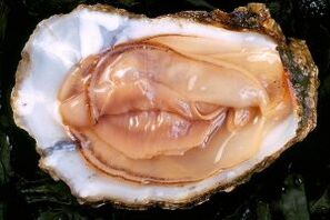 Oyster là một chất kích thích ham muốn tình dục mạnh mẽ